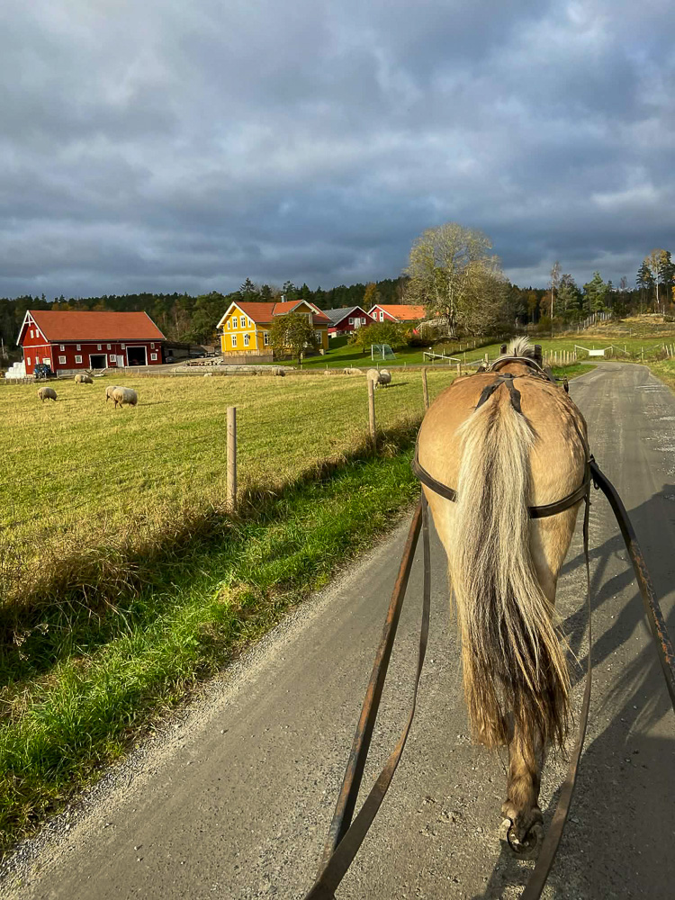 Hester på Lindemark gård