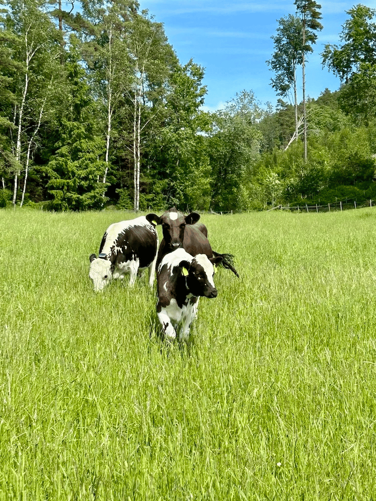 Kyr på beite